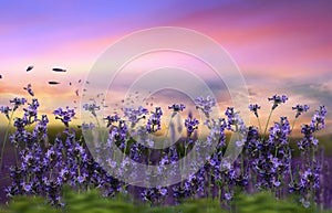 Lavander field flowers at sunset  meadow chamomile in the grass at field summer blue sky with fluffy white clou