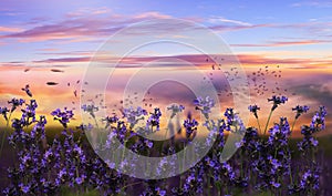 lavander field flowers at sunset  meadow chamomile in the grass at field summer blue sky with fluffy white clou