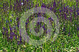 Lavander field in a spring