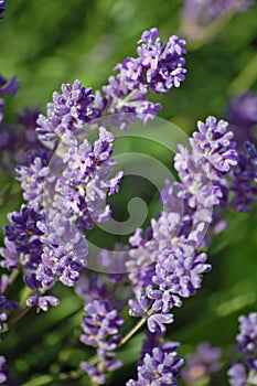 Lavander Fields