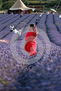 Lavander fields in bloom