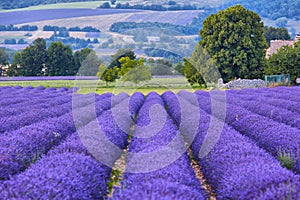 Lavander fields in Provence photo