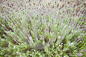 Lavander flower photo