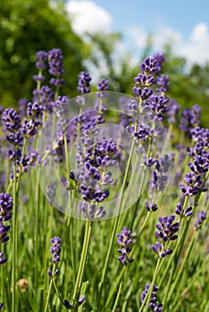 Lavander flowers