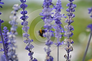 Lavander in Macrophotography of the bee without willi