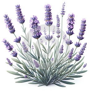 lavander plant herb isolated on white background