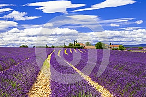 Lavander in Provance, France