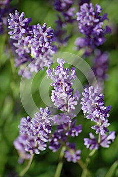 Lavander Stems