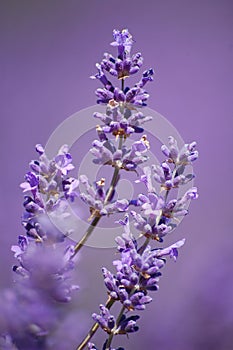 Lavander Stems