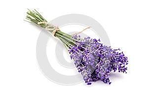 Lavander on white