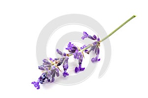 Lavander
