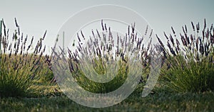 Lavandin bushes on the field, medicinal plant and beautiful field