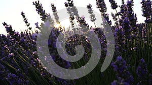 Lavandin field sunrise. Sunset illuminates the blooming fields of lavender. Slow motion, dof, close up. Picturesque view