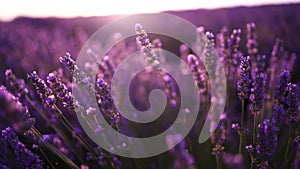 Lavandin field sunrise. Sunset illuminates the blooming fields of lavender. Slow motion, dof, close up. Picturesque view