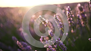 Lavandin field sunrise. Sunset illuminates the blooming fields of lavender. Slow motion, dof, close up. Picturesque view