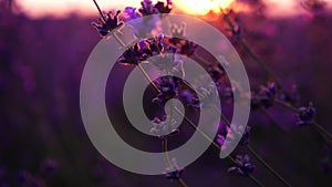 Lavandin field sunrise. Sunset illuminates the blooming fields of lavender. Slow motion, dof, close up. Picturesque view