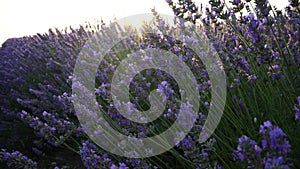 Lavandin field sunrise. Sunset illuminates the blooming fields of lavender. Slow motion, dof, close up. Picturesque view