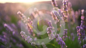 Lavandin field sunrise. Sunset illuminates the blooming fields of lavender. Slow motion, dof, close up. Picturesque view