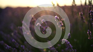 Lavandin field sunrise. Sunset illuminates the blooming fields of lavender. Slow motion, dof, close up. Picturesque view