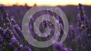 Lavandin field sunrise. Sunset illuminates the blooming fields of lavender. Slow motion, dof, close up. Picturesque view