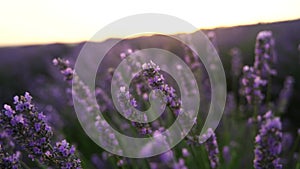 Lavandin field sunrise. Sunset illuminates the blooming fields of lavender. Slow motion, dof, close up. Picturesque view