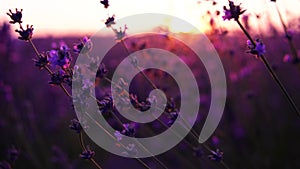 Lavandin field sunrise. Sunset illuminates the blooming fields of lavender. Slow motion, dof, close up. Picturesque view