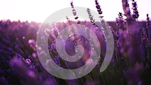 Lavandin field sunrise. Sunset illuminates the blooming fields of lavender. Slow motion, dof, close up. Picturesque view