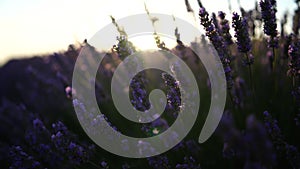 Lavandin field sunrise. Sunset illuminates the blooming fields of lavender. Slow motion, dof, close up. Picturesque view