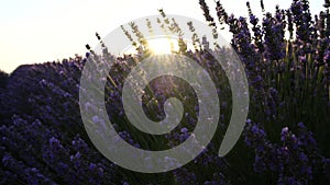 Lavandin field sunrise. Sunset illuminates the blooming fields of lavender. Slow motion, dof, close up. Picturesque view