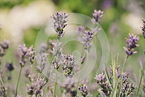 Lavandula Angostifolia Munstead - selective focus of lavender stems in summer with copy space