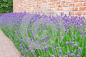 Lavandula angustifolia.