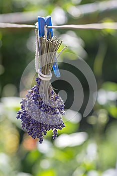 Lavandula angustifolia bunch of dry flowers in bloom tied with white rope hanging on clothesline