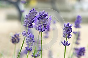 Lavandula angustifolia bunch of flowers in bloom