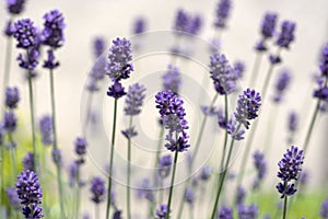 Lavandula angustifolia bunch of flowers in bloom, purple scented flowering plant