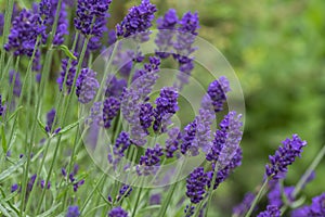 Lavandula angustifolia bunch of flowers in bloom, purple scented flowering plant