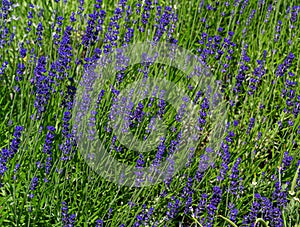 Lavandula angustifolia common lavender, true lavender, garden lavender flowering in garden