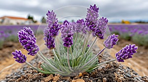 Lavandula angustifolia, commonly known as lavender, is displayed in this image photo
