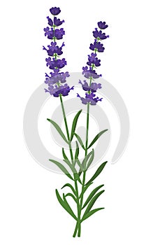 Lavandula angustifolia healing flower vector medical illustration isolated on white background in flat design
