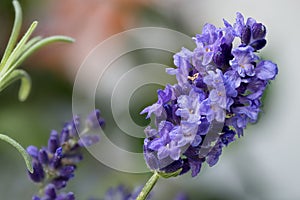 Lavandula angustifolia, lavender, a shrub with fragrant flowers