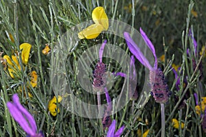 Lavandula angustifolia purple lavender flower next to Retama sphaerocarpa yellow flower Retama contrast color photo