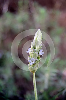 Lavandula dentata, popularly called Curly lavender or Lavender, is a species of the Lamiaceae family.