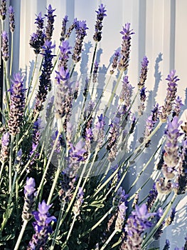 Lavandula dentata. Purple Lavenders with white corrugated metal fence background.