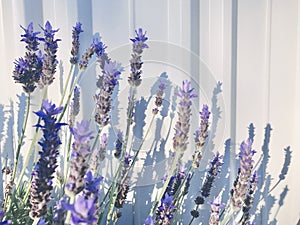 Lavandula dentata. Purple Lavenders with white corrugated metal fence background at the morning. photo