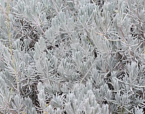 `Lavandula lanata` is an evergreen dwarf shrub.