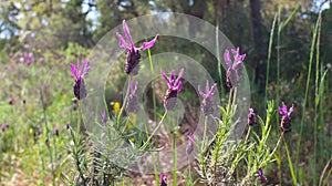 Lavandula pedunculata (Mill.) Cav. or Greater Rosemary.