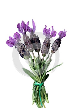 Lavandula stoechas