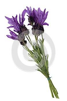 Lavandula stoechas