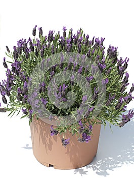 Lavandula stoechas