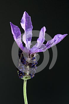 Lavandula stoechas