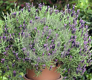 Lavandula stoechas